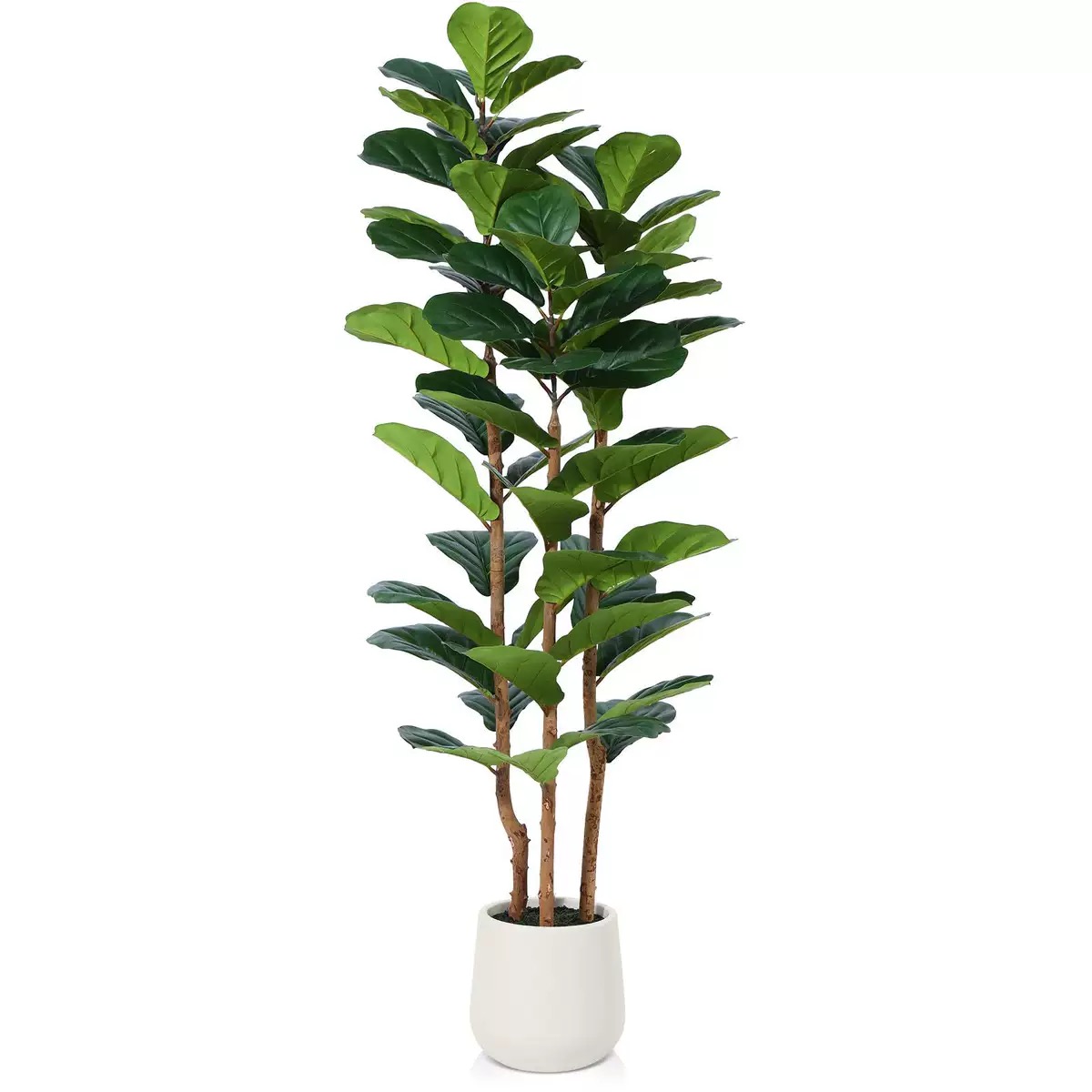 Fiddle-leaf Fig (with pots)